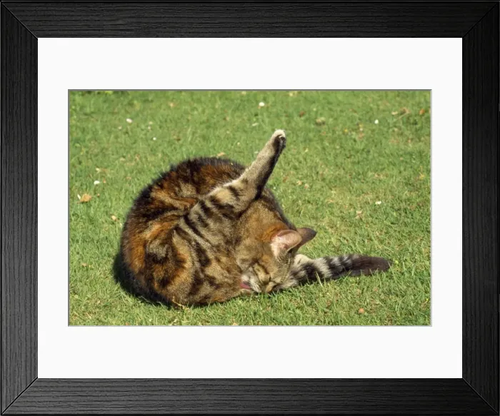Framed Print : Cat - grooming itself Framed Print : Cat - grooming itself