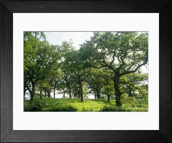 Framed Print : Mature Oak - spinney, summer Framed Print : Mature Oak - spinney, summer