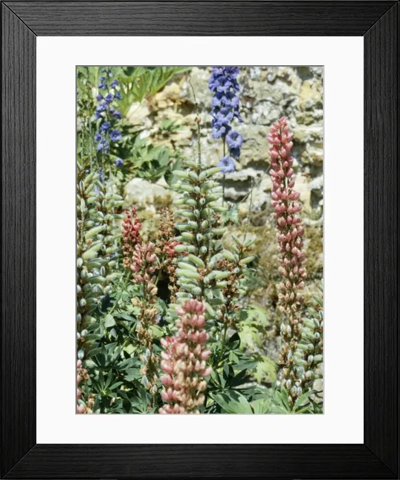 Framed Print : Lupins - In seed Framed Print : Lupins - In seed