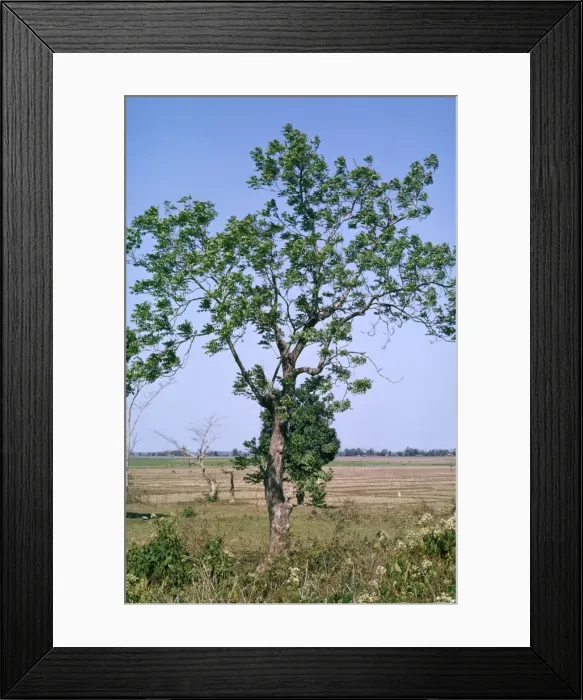 Framed Print : Neem Tree - the neem tree has proven medicinal properties, being anthelmintic, antifungal, antidiabetic, antibacterial, antiviral, anti-infertility, and sedative Framed Print : Neem Tree - the neem tree has proven medicinal properties, being anthelmintic, antifungal, antidiabetic, antibacterial, antiviral, anti-infertility, and sedative