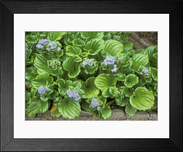 Framed Print : Giant Forget-me-not Framed Print : Giant Forget-me-not