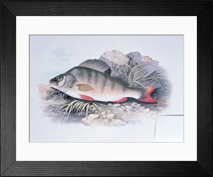 Framed Print : Lithograph - of Perch Framed Print : Lithograph - of Perch