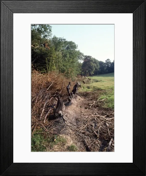 Framed Print : Hedgerow destruction Framed Print : Hedgerow destruction