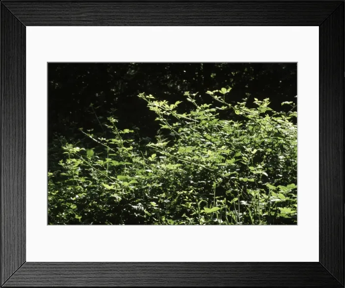 Framed Print : Bramble - growing toward the sun Framed Print : Bramble - growing toward the sun