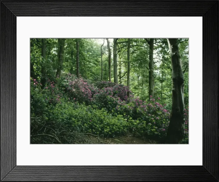 Framed Print : Rhododendron SG 7503A Invasive growth in UK woodland R. ponticum © ARDEA LONDON Framed Print : Rhododendron SG 7503A Invasive growth in UK woodland R. ponticum © ARDEA LONDON