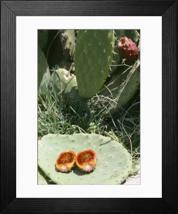 Framed Print : Prickly Pear Cactus - showing fruit in section Framed Print : Prickly Pear Cactus - showing fruit in section