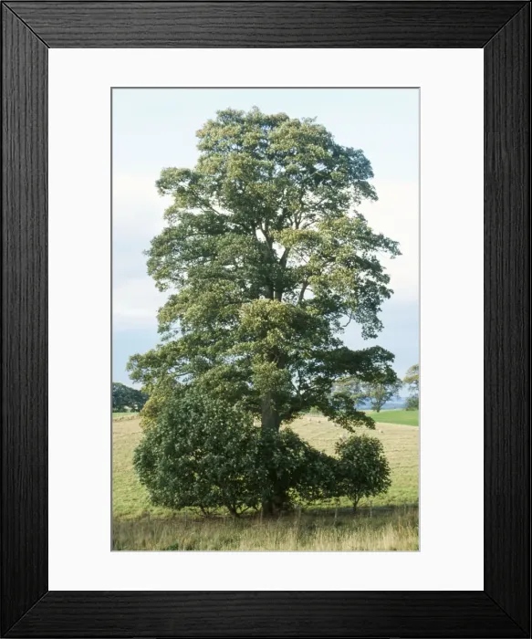 Framed Print : Sycamore Tree Framed Print : Sycamore Tree