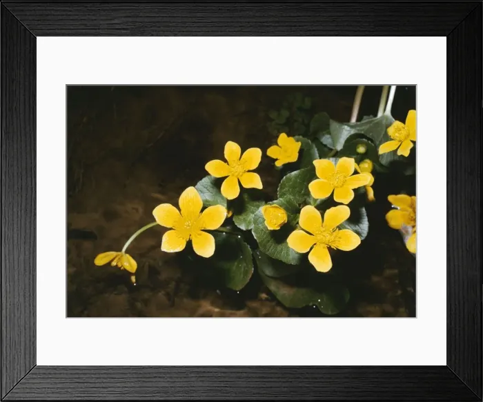Framed Print : Marsh Marigold SG1 6514 © ARDEA LONDON Framed Print : Marsh Marigold SG1 6514 © ARDEA LONDON