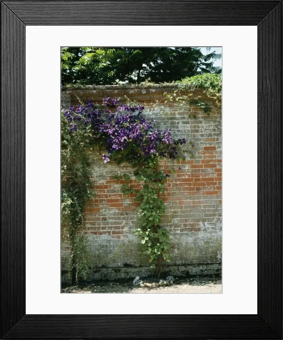Framed Print : Clematis Roots in the shade, flowers in the sun Framed Print : Clematis Roots in the shade, flowers in the sun