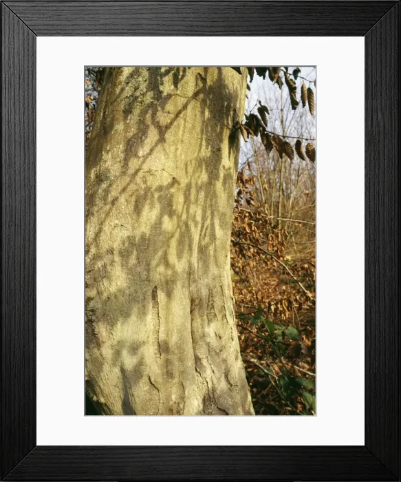 Framed Print : Hornbeam Tree SG 9737 Bark © ARDEA LONDON Framed Print : Hornbeam Tree SG 9737 Bark © ARDEA LONDON