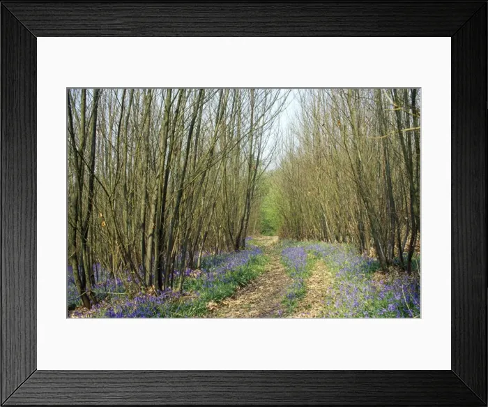 Framed Print : Chestnut Coppice - with bluebells, showing a woodland ride Framed Print : Chestnut Coppice - with bluebells, showing a woodland ride