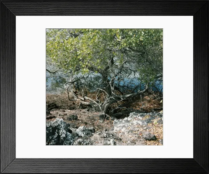 Framed Print : Mangroves SG 8418 James Island, Galapagos Islands. © ARDEA LONDON Framed Print : Mangroves SG 8418 James Island, Galapagos Islands. © ARDEA LONDON