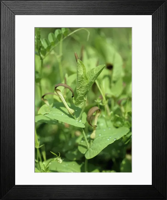 Framed Print : Aristolochia Rotunda SG 8867 © ARDEA LONDON Framed Print : Aristolochia Rotunda SG 8867 © ARDEA LONDON