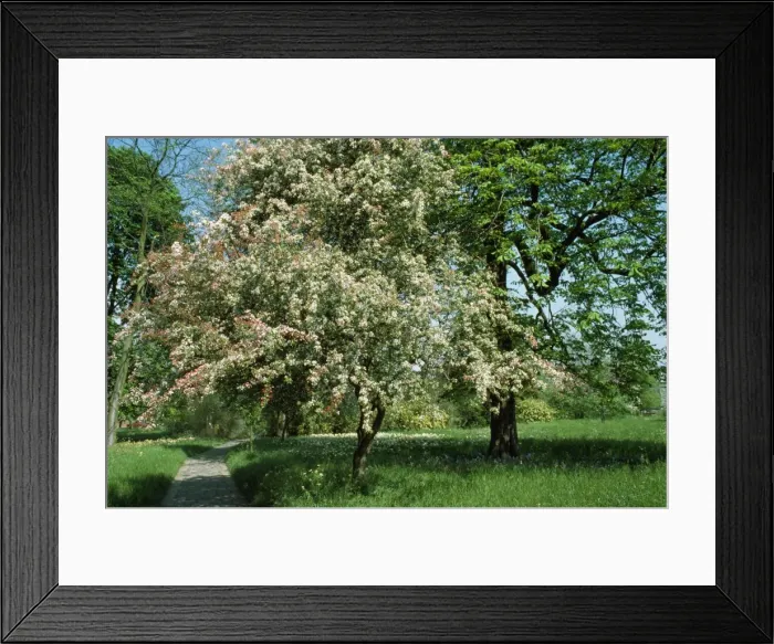 Framed Print : Hawthorn Tree Framed Print : Hawthorn Tree