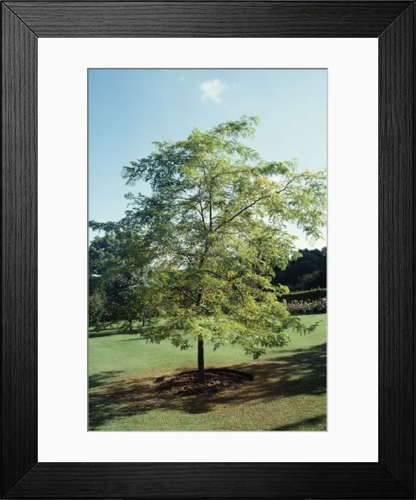 Framed Print : Honeylocust / Sunbusrt Framed Print : Honeylocust / Sunbusrt