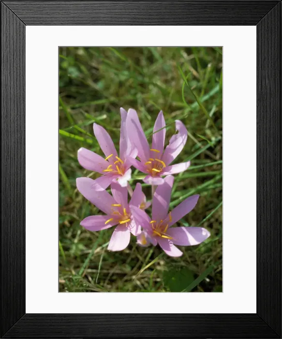 Framed Print : Autumn Crocus / Meadow Saffron - has medicinal properties & used in the treatment of Leukaemia & gout Framed Print : Autumn Crocus / Meadow Saffron - has medicinal properties & used in the treatment of Leukaemia & gout