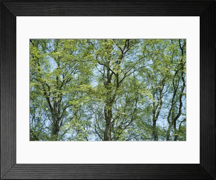 Framed Print : Plane Trees - spring London, UK Framed Print : Plane Trees - spring London, UK