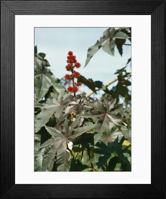 Framed Print : Castor Oil Plant SGI 3785 © / ARDEA LONDON Framed Print : Castor Oil Plant SGI 3785 © / ARDEA LONDON