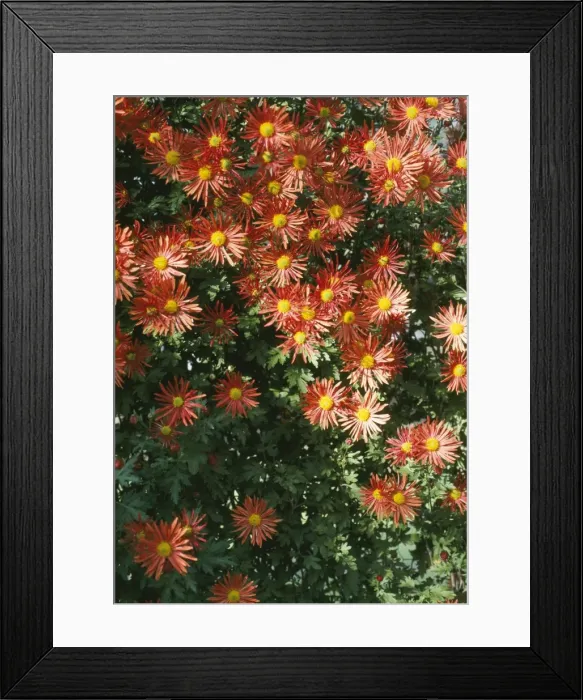 Framed Print : Chrysanthemum Wisley Bronze - Cascade variety Framed Print : Chrysanthemum Wisley Bronze - Cascade variety