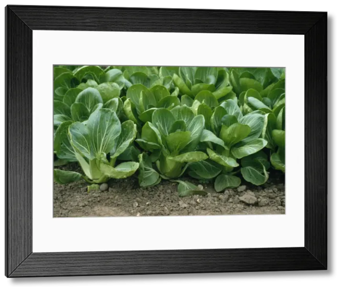 Framed Print : Pak Choi. SGi-5661a. PAK CHOI - WHITE CELERY MUSTARD Framed Print : Pak Choi. SGi-5661a. PAK CHOI - WHITE CELERY MUSTARD