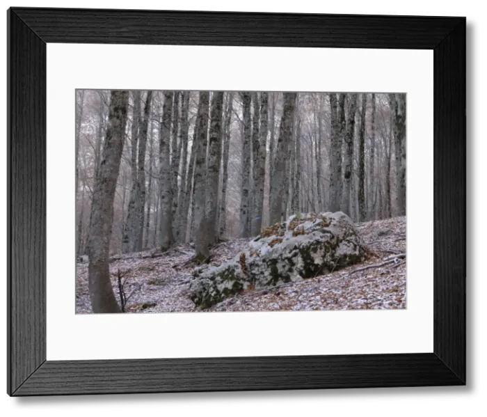 Framed Print : Trees. National Park of Abruzzo, Italy Framed Print : Trees. National Park of Abruzzo, Italy