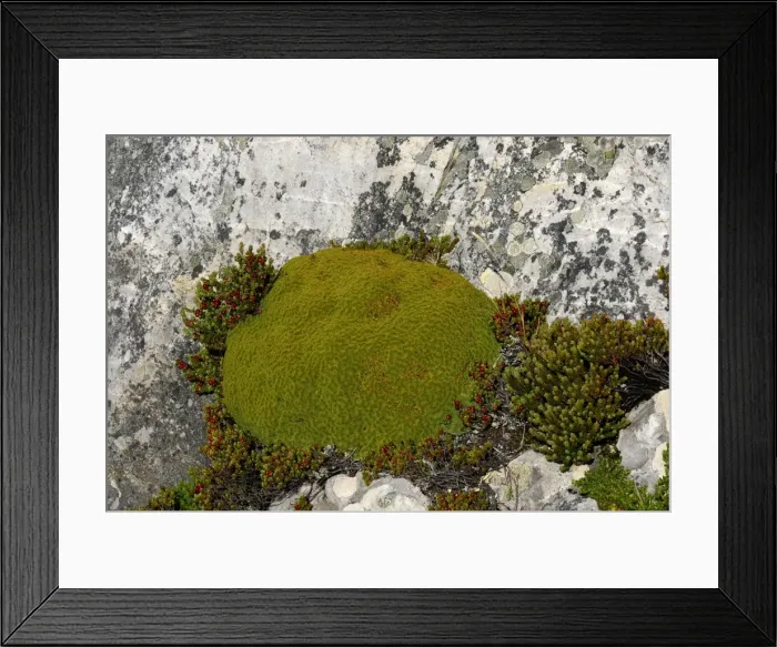 Framed Print : Moss covered ground, Falkland Islands Framed Print : Moss covered ground, Falkland Islands