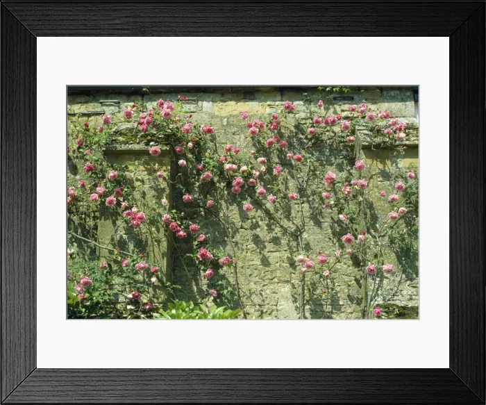 Framed Print : Rose - growing against old climbing wall