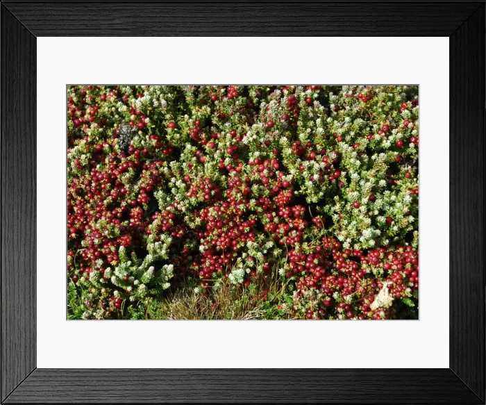 Framed Print : Crawberry, Falkland Islands Framed Print : Crawberry, Falkland Islands