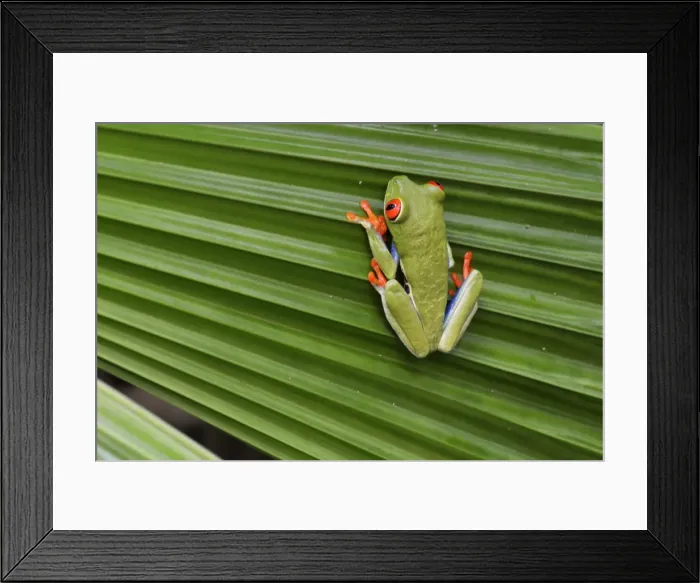 Framed Print : Red-eyed / Gaudy Leaf Treefrog, Costa Rica Framed Print : Red-eyed / Gaudy Leaf Treefrog, Costa Rica