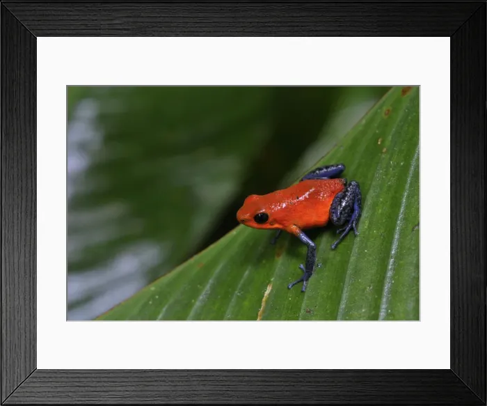 Framed Print : Strawberry Poison / Blue Jeans Dart Frog, Costa Rica Framed Print : Strawberry Poison / Blue Jeans Dart Frog, Costa Rica
