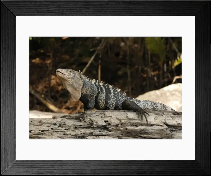 Framed Print : Green Iguana, Costa Rica Framed Print : Green Iguana, Costa Rica