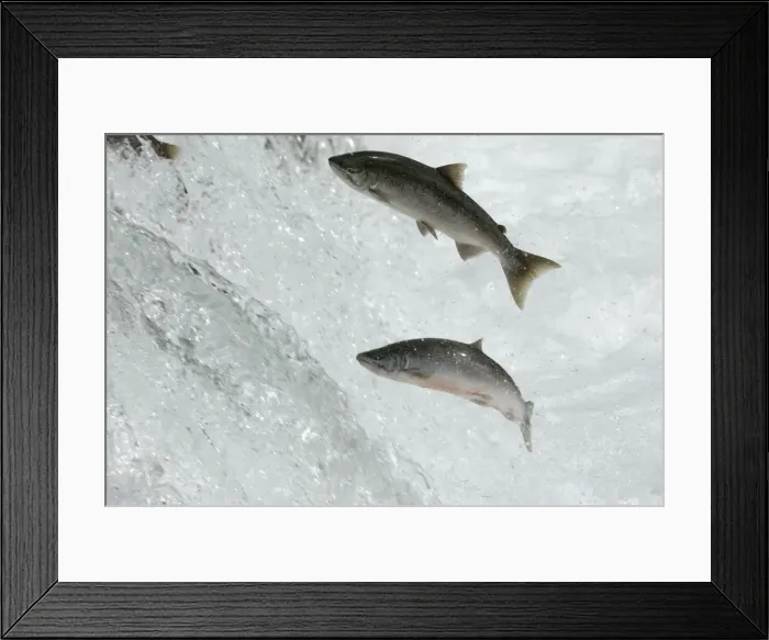 Framed Print : Salmon jumping, Brooks falls, Katmai National Park, Alaska Framed Print : Salmon jumping, Brooks falls, Katmai National Park, Alaska
