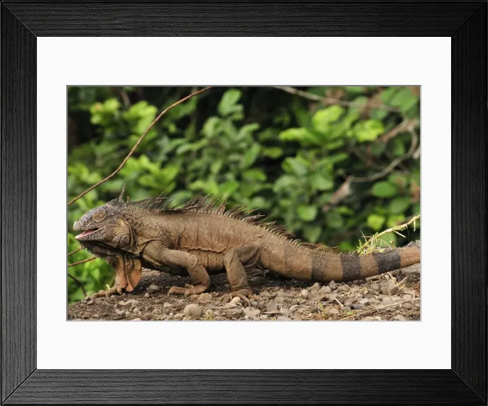 Framed Print : Green Iguana, Costa Rica