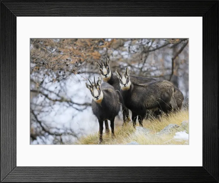 Framed Print : Chamois - group - Grand Paradise (Gran Paradiso) National Park - Italy Framed Print : Chamois - group - Grand Paradise (Gran Paradiso) National Park - Italy