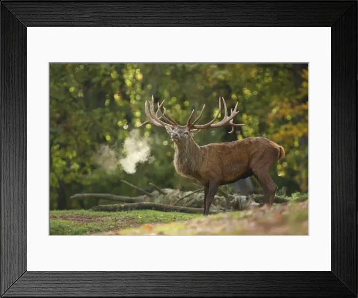 Framed Print : Red Deer - buck belling in rut season - Germany