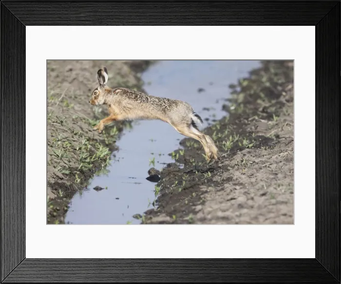 Framed Print : European Hare - jumping over stream - Austria Framed Print : European Hare - jumping over stream - Austria