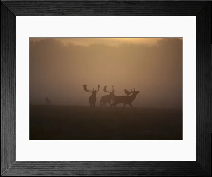Framed Print : Fallow Deer - rutting deer bucks at sunrise - Denmark Framed Print : Fallow Deer - rutting deer bucks at sunrise - Denmark