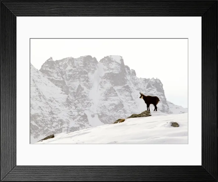 Framed Print : Chamois - buck on snowy mountaintop - Grand Paradise (Gran Paradiso) National Park - Italy Framed Print : Chamois - buck on snowy mountaintop - Grand Paradise (Gran Paradiso) National Park - Italy