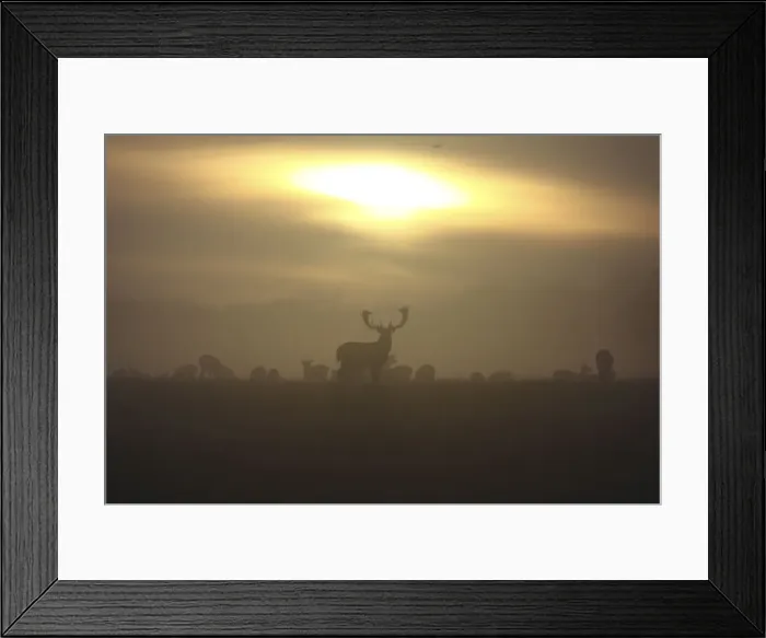 Framed Print : Fallow Deer - at sunrise - Denmark Framed Print : Fallow Deer - at sunrise - Denmark