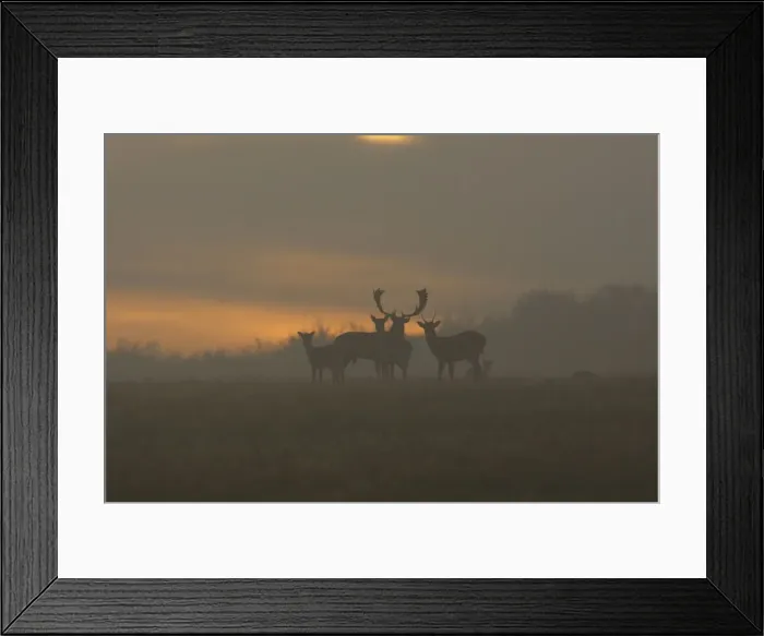Framed Print : Fallow Deer - at sunrise - Denmark Framed Print : Fallow Deer - at sunrise - Denmark