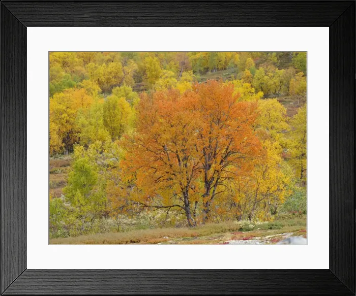 Framed Print : Birch trees in autumn colour - Dovrefjell NP - Norway Framed Print : Birch trees in autumn colour - Dovrefjell NP - Norway