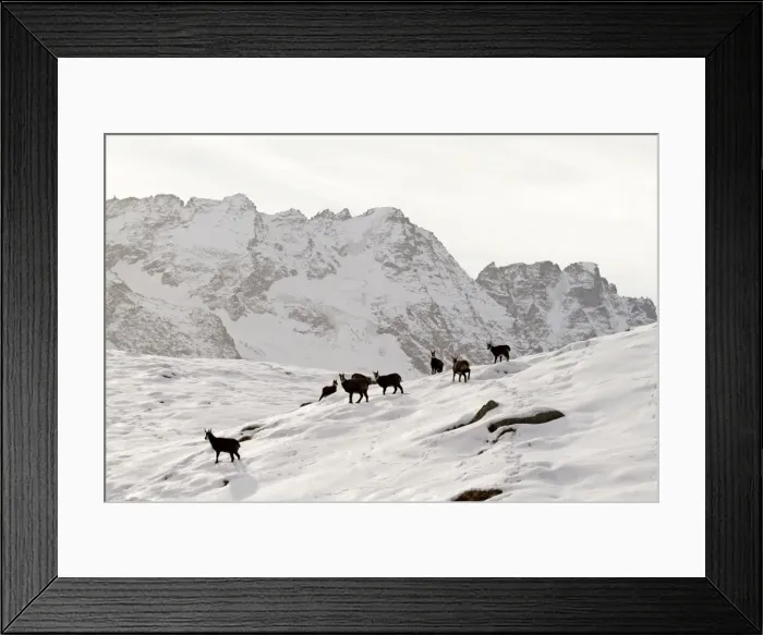 Framed Print : Chamois - group on snowy mountainside - Grand Paradise (Gran Paradiso) National Park - Italy Framed Print : Chamois - group on snowy mountainside - Grand Paradise (Gran Paradiso) National Park - Italy