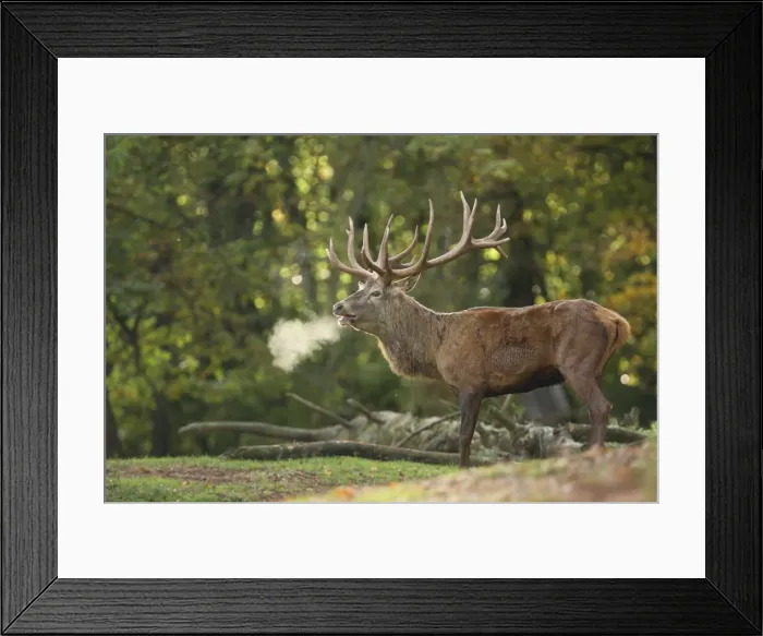 Framed Print : Red Deer - buck belling in rut season - Germany Framed Print : Red Deer - buck belling in rut season - Germany