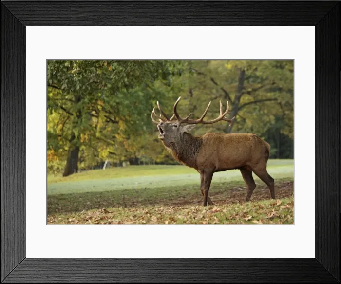 Framed Print : Red Deer - buck belling in rut season - Germany Framed Print : Red Deer - buck belling in rut season - Germany