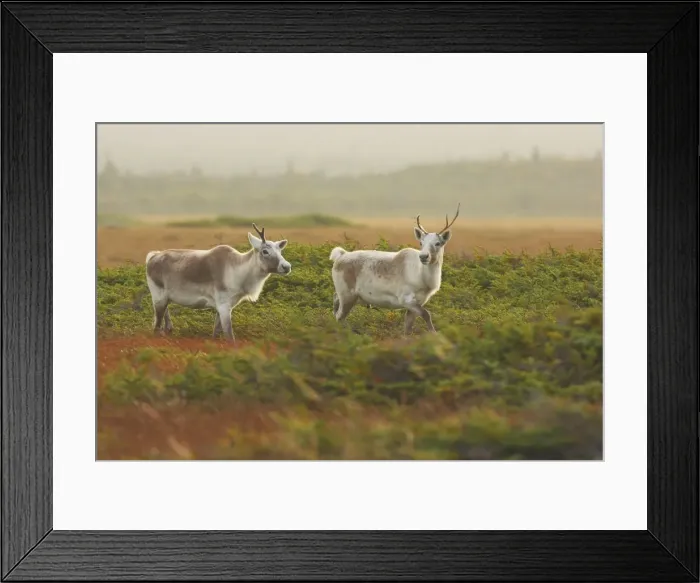 Framed Print : Reindeer / Caribou - female - Gros Morne National Park - Newfoundland - Canada Framed Print : Reindeer / Caribou - female - Gros Morne National Park - Newfoundland - Canada