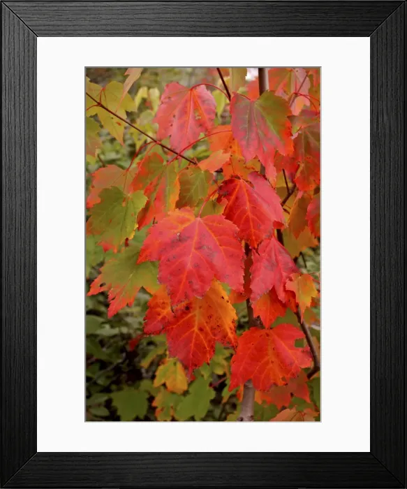Framed Print : Autumn leaves - Gros Morne National Park - Newfoundland - Canada Framed Print : Autumn leaves - Gros Morne National Park - Newfoundland - Canada