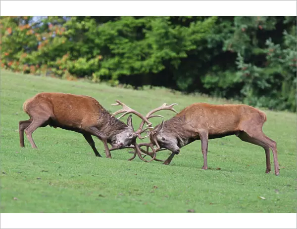 Red Deer - bucks fighting in rut season - Germany