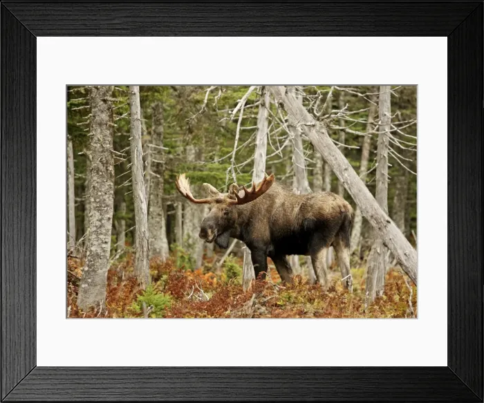 Framed Print : Bull Moose - in woods - Cape Breton Island National Park - Canada Framed Print : Bull Moose - in woods - Cape Breton Island National Park - Canada