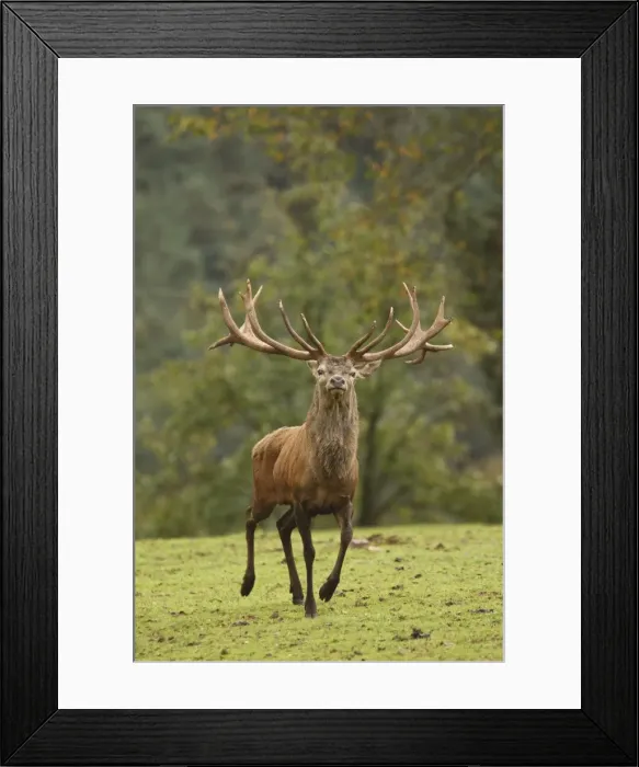 Framed Print : Red Deer - buck in rut season - Germany Framed Print : Red Deer - buck in rut season - Germany