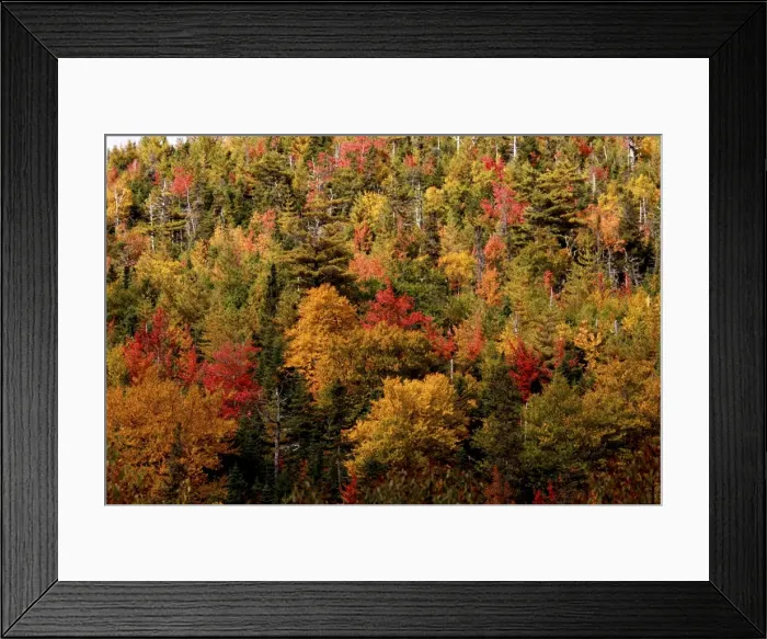Framed Print : Autumn Trees - Gros Morne National Park - Newfoundland - Canada Framed Print : Autumn Trees - Gros Morne National Park - Newfoundland - Canada